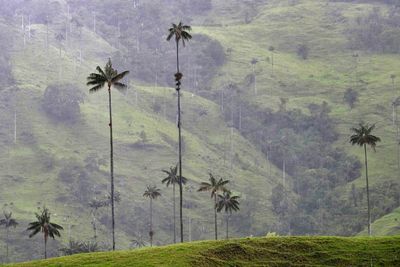 Vale de Cocora