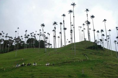 Vale de Cocora