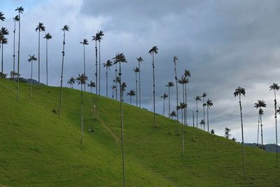 Vale de Cocora