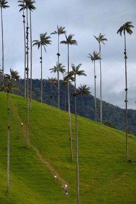 Vale de Cocora