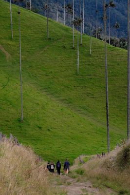 Vale de Cocora