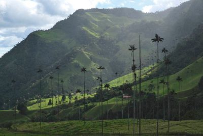 Vale de Cocora