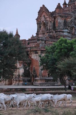 Bagan, near Sinbyushin Monastic Complex