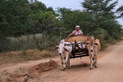 Bagan, near Narathihapatae Hpaya