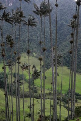 Vale de Cocora