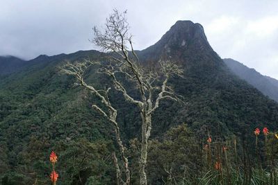Vale de Cocora, Finca la Montaña