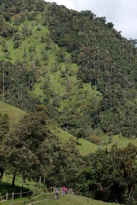 Vale de Cocora