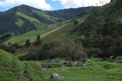 Vale de Cocora