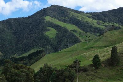 Vale de Cocora