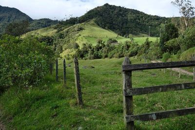 Vale de Cocora