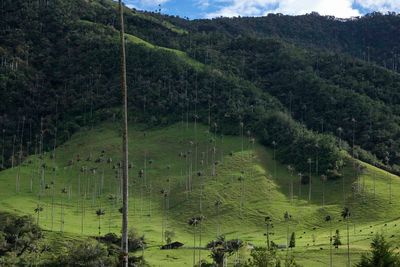 Vale de Cocora