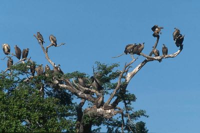 Masai Mara, Kenya