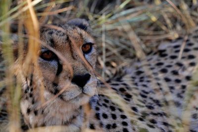 Cheetah Conservation Fund