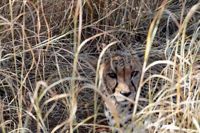 Cheetah Conservation Fund