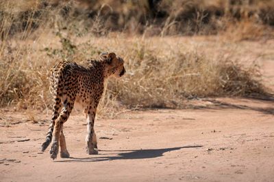 Cheetah Conservation Fund