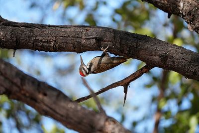 Waterberg Plateau National Park Resort