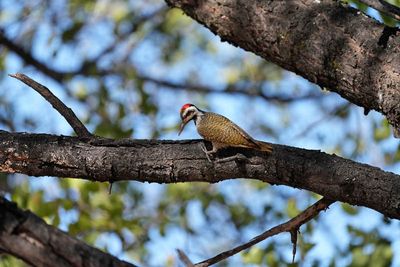 Waterberg Plateau National Park Resort