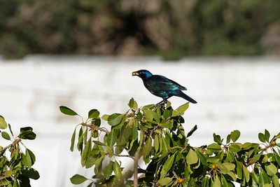 Etosha National Park, Namutoni Resort