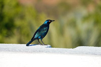 Etosha National Park, Namutoni Resort