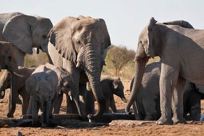 Etosha National Park, Tsumcor Waterhole