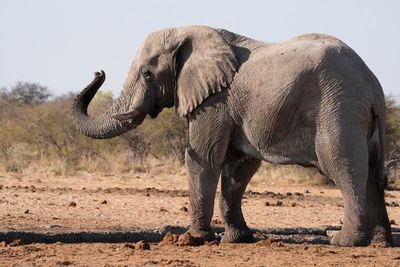 Etosha National Park, Tsumcor Waterhole
