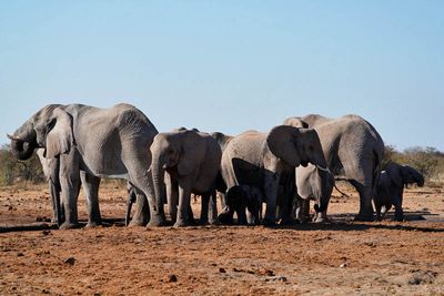 Etosha National Park, Tsumcor Waterhole