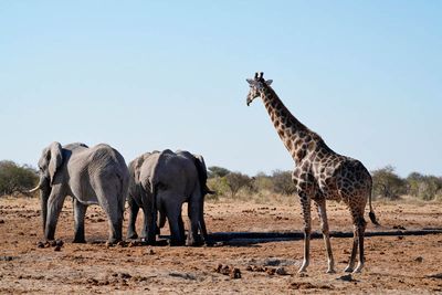 Etosha National Park, Tsumcor Waterhole