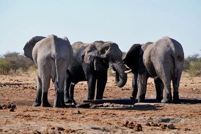 Etosha National Park, Tsumcor Waterhole