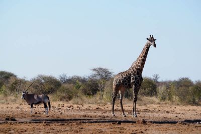 Etosha National Park, Tsumcor Waterhole