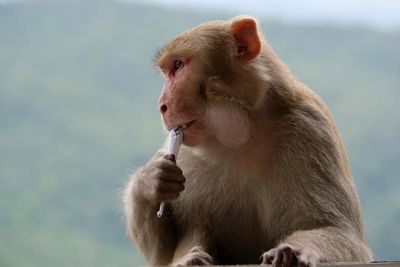 Bagan, Mount Popa