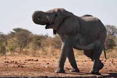 Etosha National Park, Tsumcor Waterhole