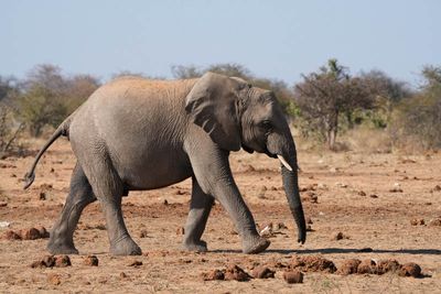 Etosha National Park, Tsumcor Waterhole