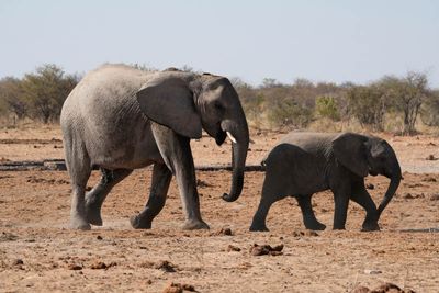 Etosha National Park, Tsumcor Waterhole