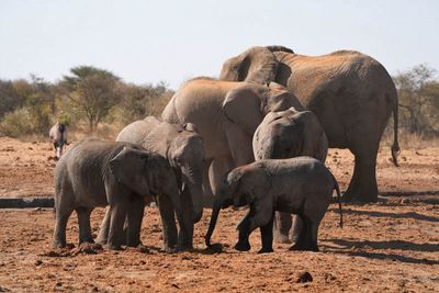 Etosha National Park, Tsumcor Waterhole