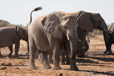 Etosha National Park, Tsumcor Waterhole