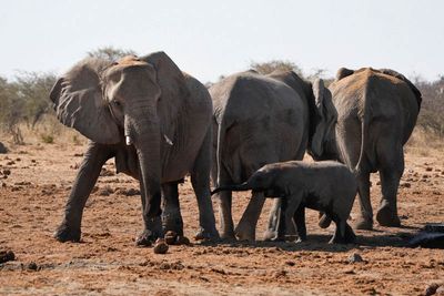 Etosha National Park, Tsumcor Waterhole