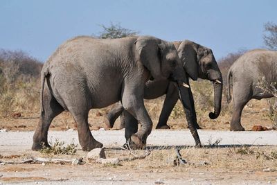 Etosha National Park, Tsumcor Waterhole