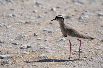 Etosha National Park, to Tsumcor Waterhole