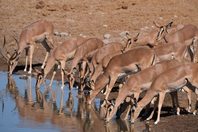 Etosha National Park, Chudop Waterhole