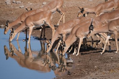 Etosha National Park, Chudop Waterhole