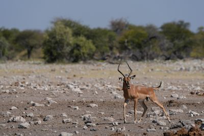 Etosha National Park, Chudop Waterhole