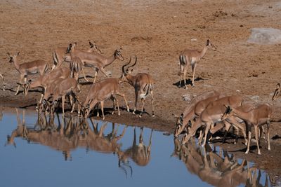 Etosha National Park, Chudop Waterhole