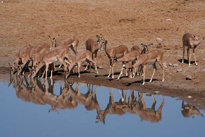 Etosha National Park, Chudop Waterhole
