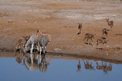 Etosha National Park, Chudop Waterhole