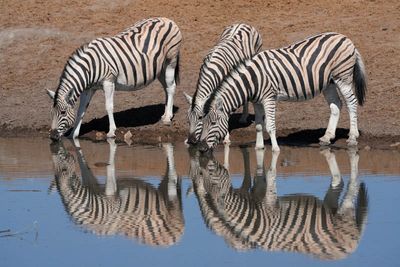 Etosha National Park, Chudop Waterhole