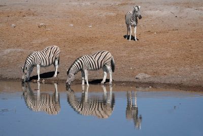 Etosha National Park, Chudop Waterhole