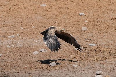 Etosha National Park, Chudop Waterhole