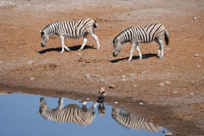Etosha National Park, Chudop Waterhole