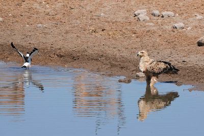 Etosha National Park, Chudop Waterhole