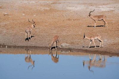 Etosha National Park, Chudop Waterhole